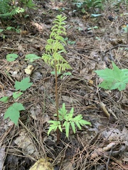 Sceptridium biternatum