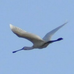 Platalea leucorodia