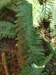 Struthiopteris spicant