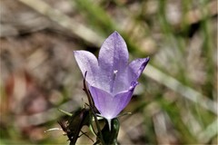 Campanula rotundifolia
