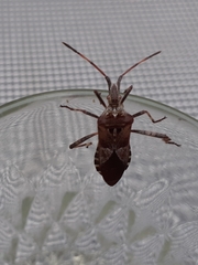 Leptoglossus occidentalis