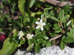 Sibbaldiopsis tridentata