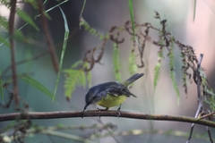 Eopsaltria australis