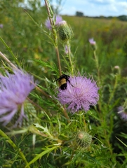 Bombus auricomus