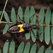 Sycanus croceovittatus - Photo (c) wklegend, some rights reserved (CC BY-NC), uploaded by wklegend