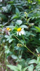 Dielis plumipes