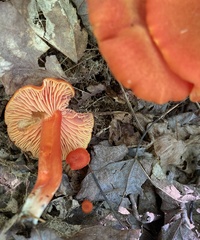 Hygrocybe coccinea