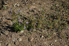 Campanula prenanthoides