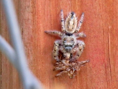 Phidippus arizonensis