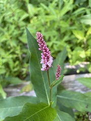 Persicaria amphibia