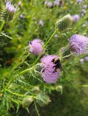 Bombus auricomus
