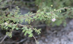 Mimosa texana