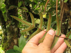 Serpocaulon sessilifolium
