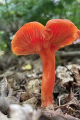 Hygrocybe coccinea
