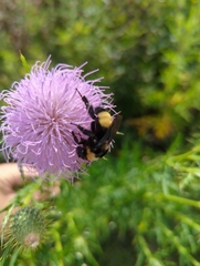 Bombus auricomus