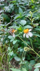 Dielis plumipes