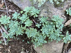 Sedum glaucophyllum