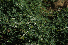 Ceanothus cordulatus