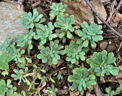 Sedum glaucophyllum