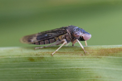 Oncometopia facialis