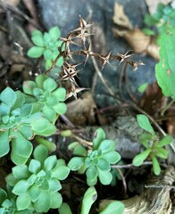 Sedum glaucophyllum