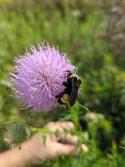 Bombus auricomus