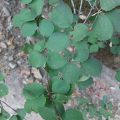 Amelanchier alnifolia