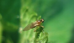 Lonchoptera bifurcata