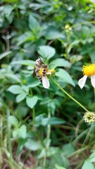 Dielis plumipes
