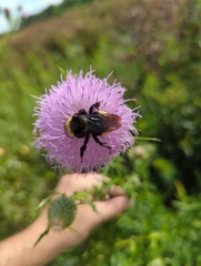 Bombus auricomus