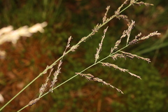 Molinia caerulea