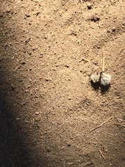 Dasymutilla sackenii