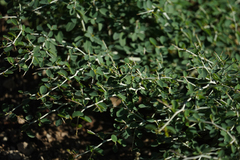 Ceanothus cordulatus