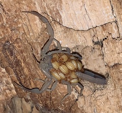 Centruroides sculpturatus