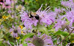 Bombus affinis