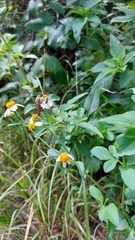 Dielis plumipes