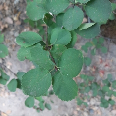 Amelanchier alnifolia