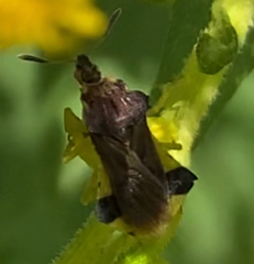 Phymata pennsylvanica