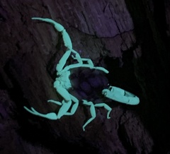 Centruroides sculpturatus