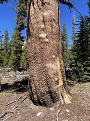Pinus contorta murrayana