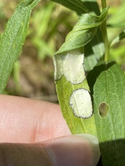 Botryosphaeria dothidea