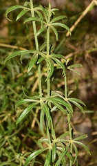 Galium aparine