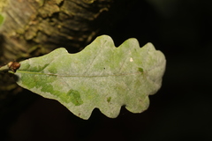 Erysiphe alphitoides