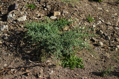 Ceanothus cordulatus