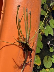 Eleocharis acicularis