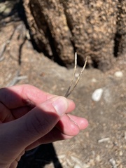 Pinus contorta murrayana