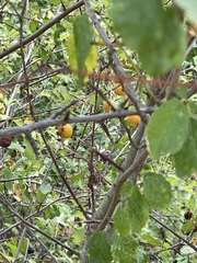 Prunus cerasifera