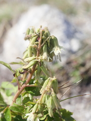 Nabalus trifoliolatus