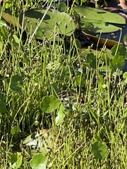 Eleocharis acicularis