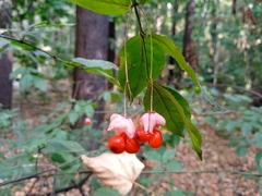 Euonymus verrucosus